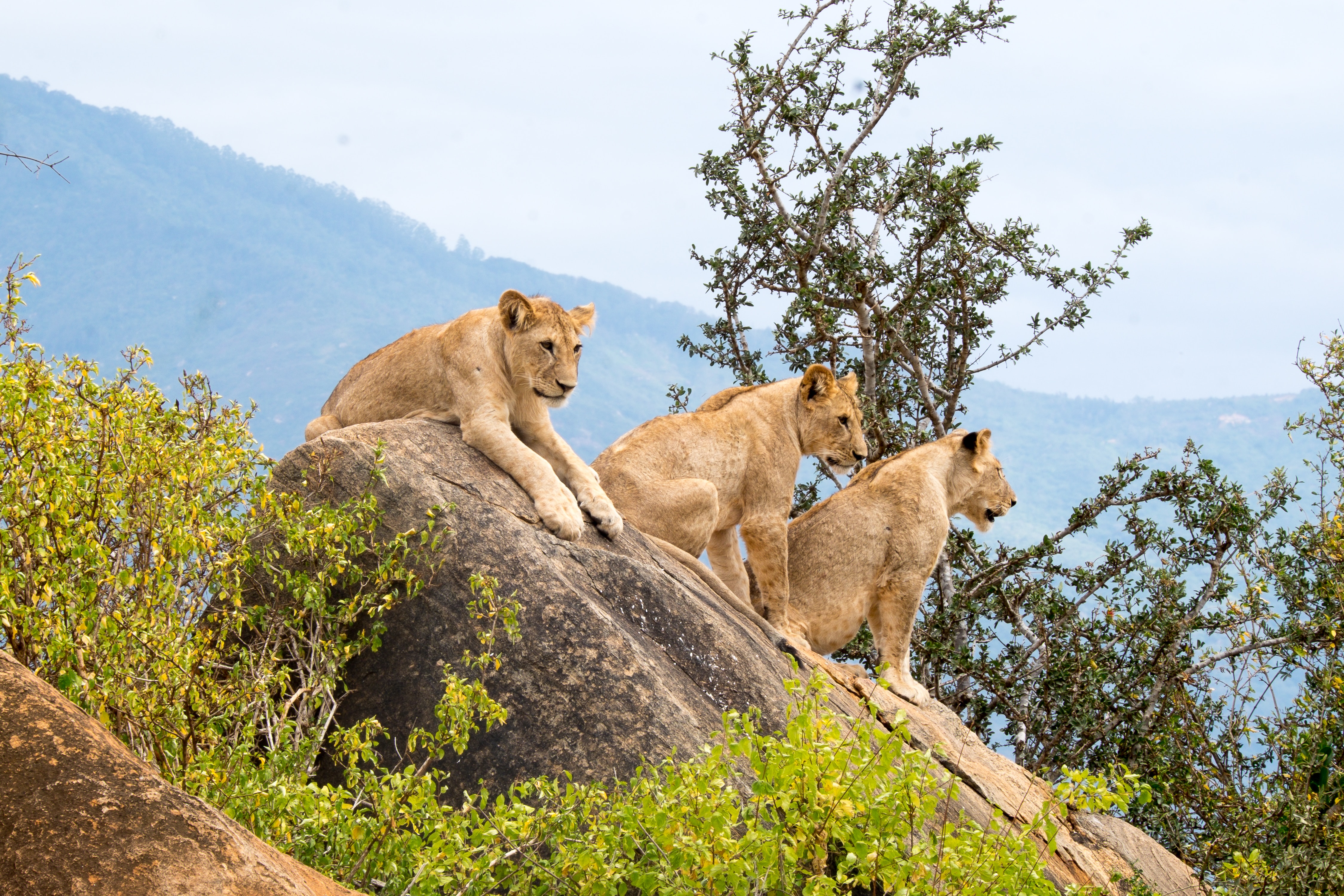 14-Day Rwanda, Uganda & Tanzania Primates & Wildlife Tour - Tanzania safari gallery image